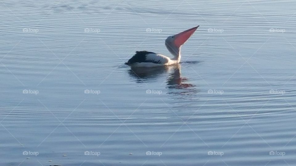 Pelican Morning  Stretches