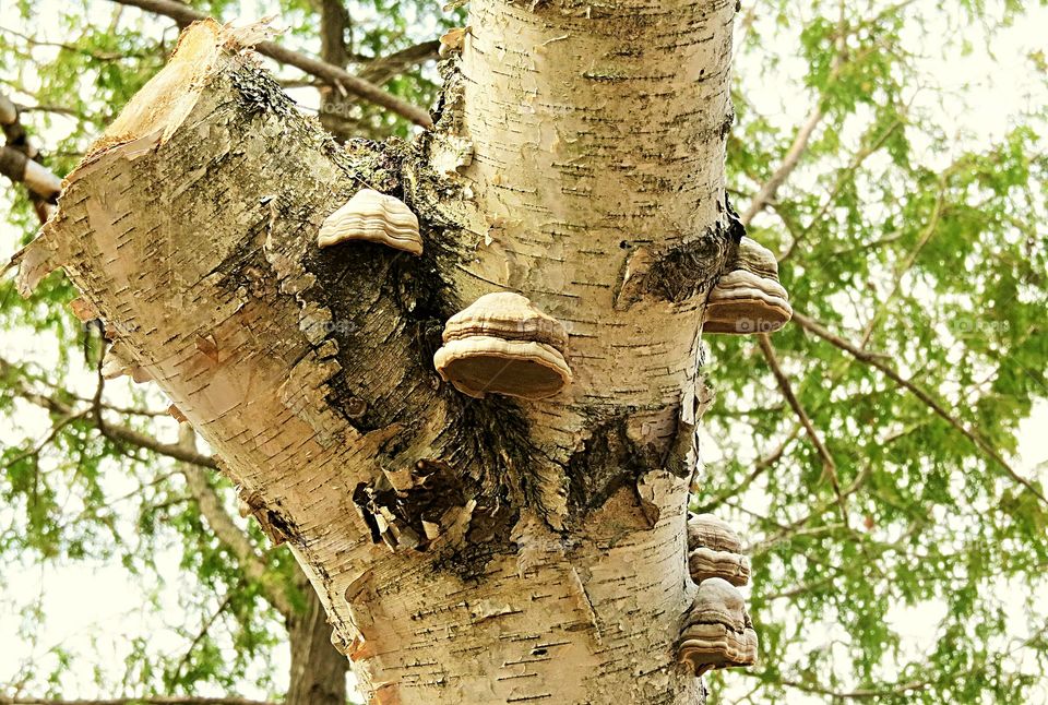 Fungus on Old Rotted Birch
