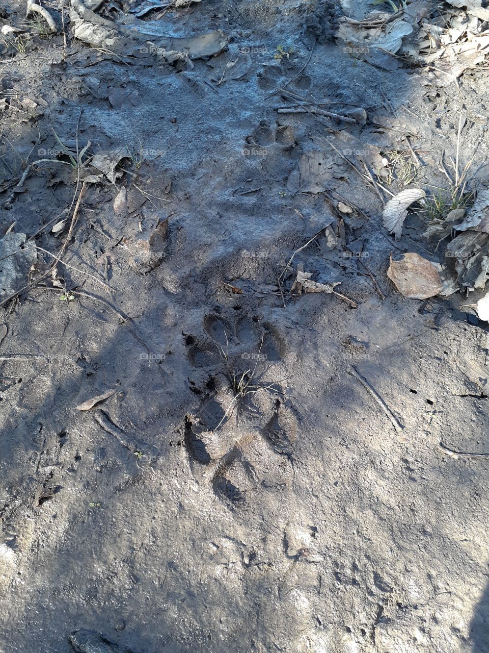 Mountain Lion Tracks