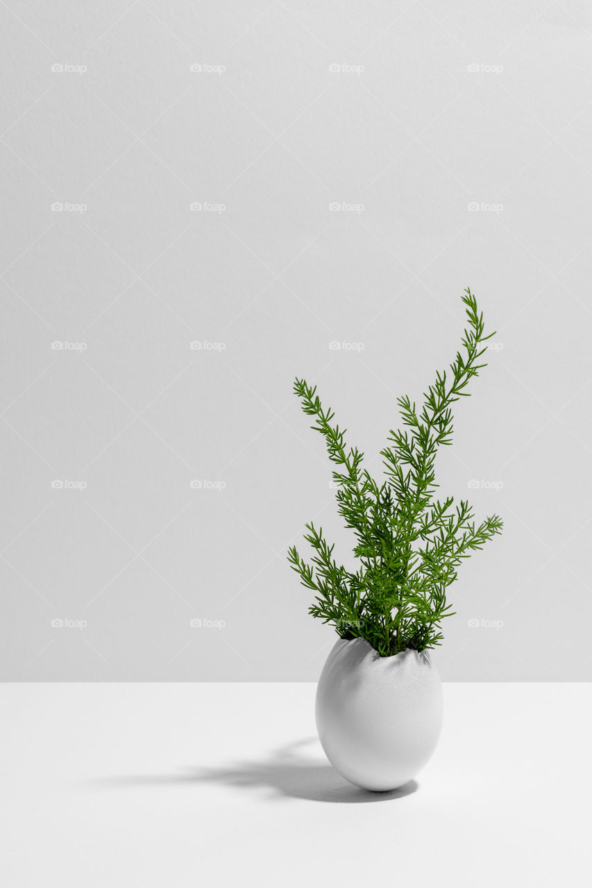 Green wild plant in white egg shell. White background