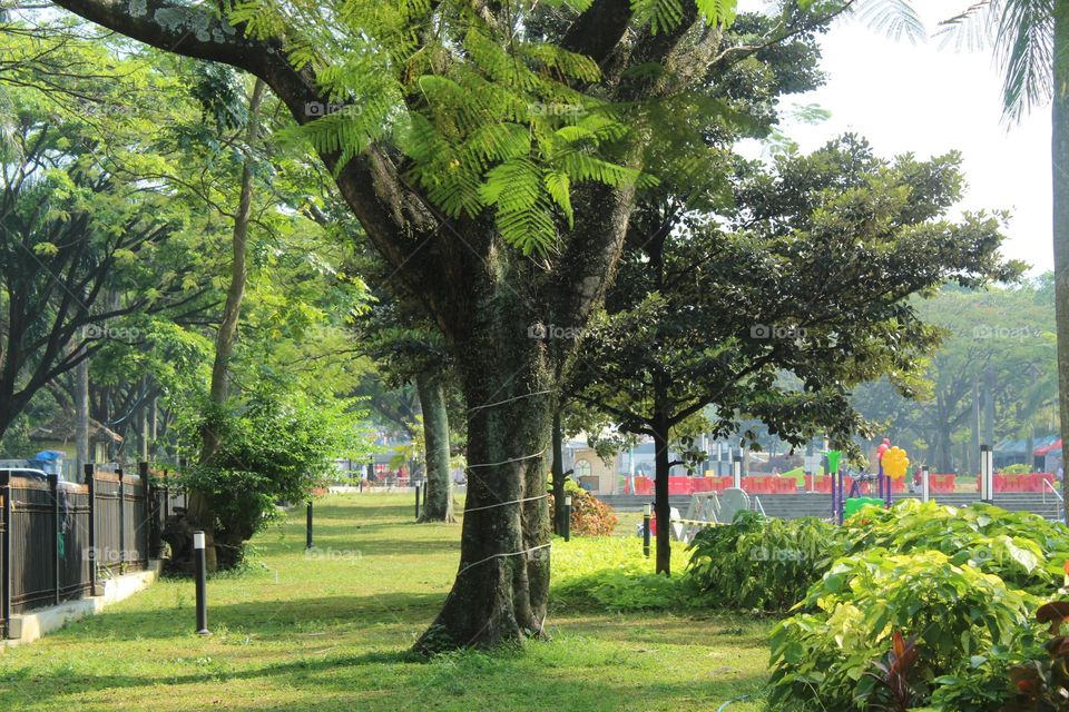 Big tree on the side of the playground