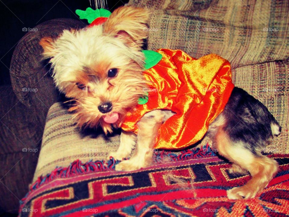 purebred Yorkie ready for Halloween excited and adorable loving and honest.
