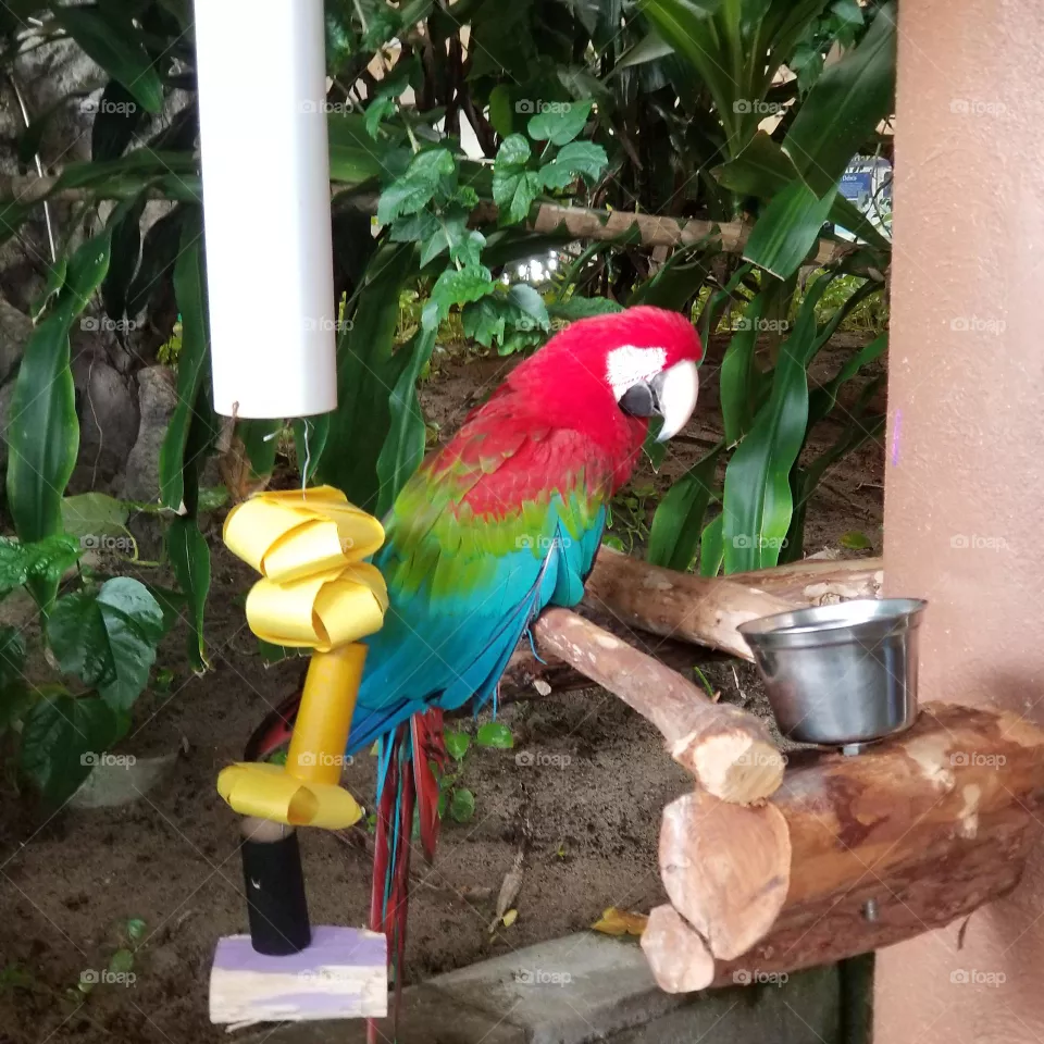Pretty Bird