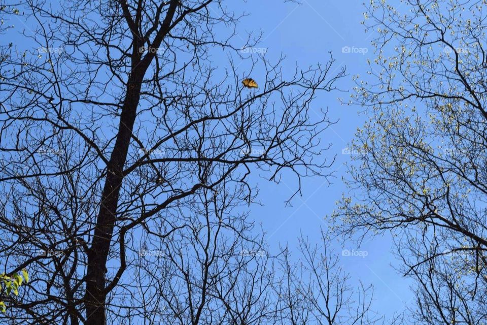 Butterfly resting on a branch