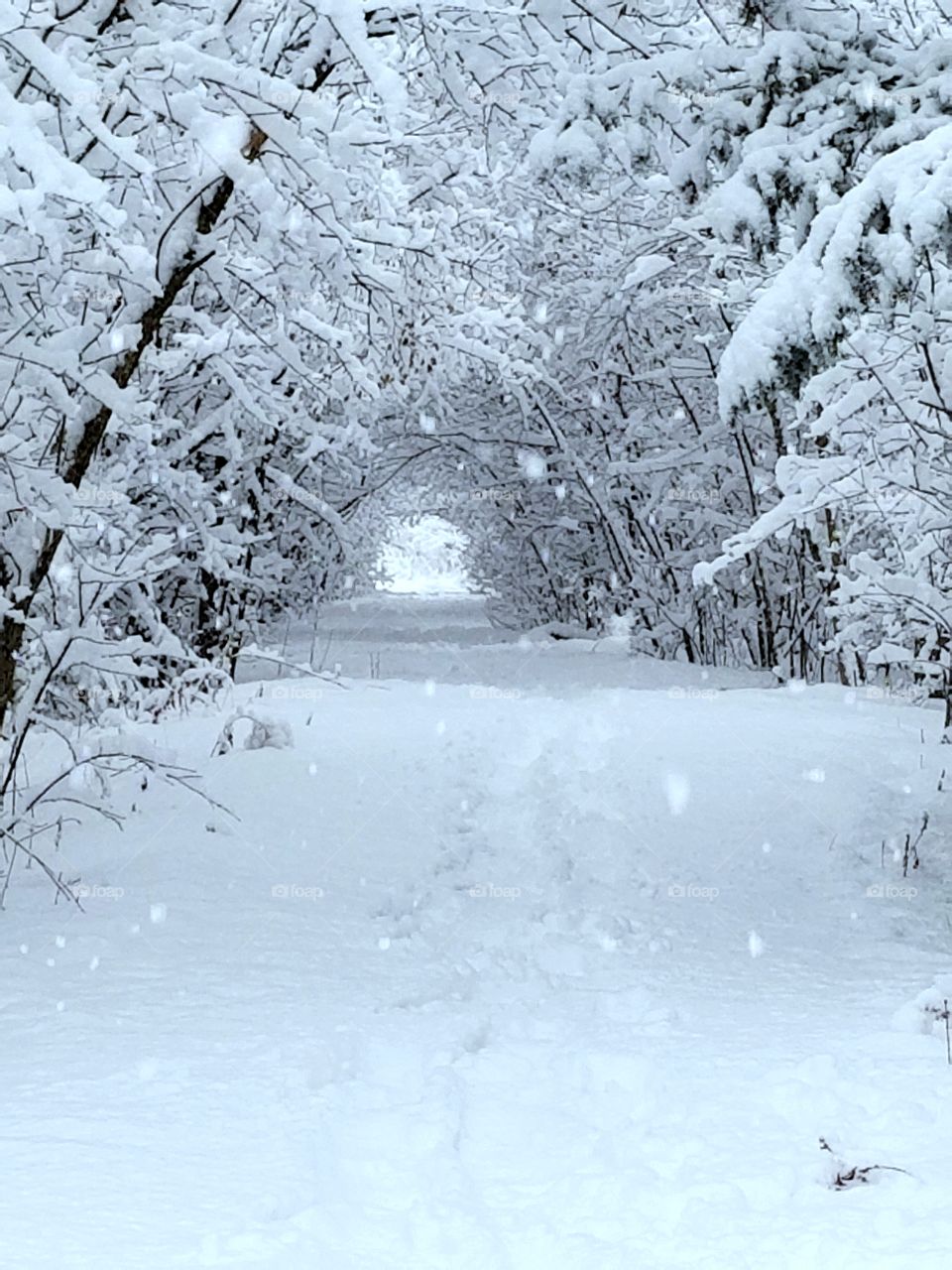 White tunnel - nature creation