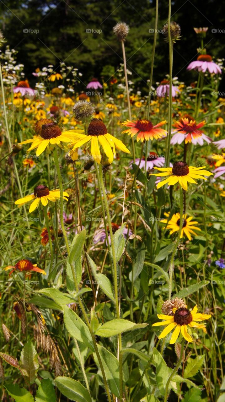 Wildflowers in the Park