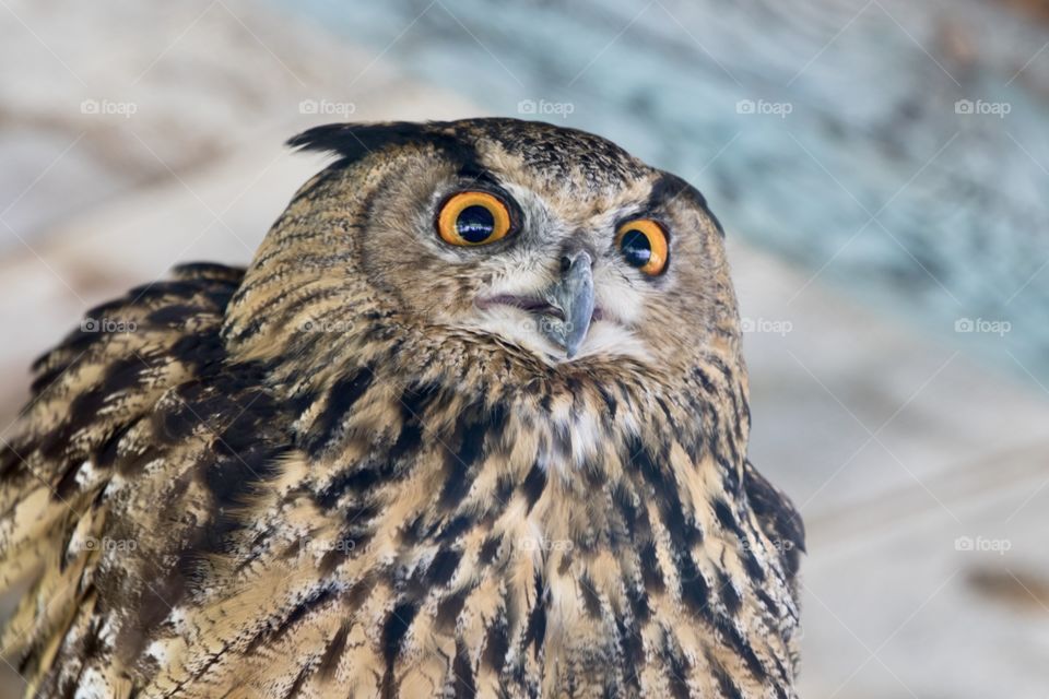 Portrait owl  - närbild Uggla