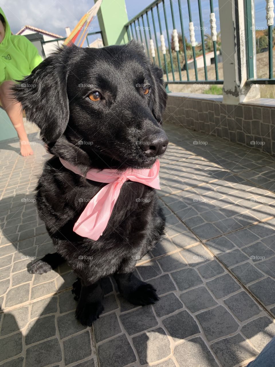 Cute dog with bow sitting