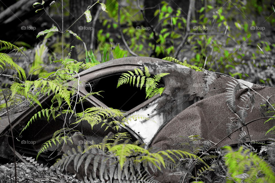 Old car body with plants growing through it