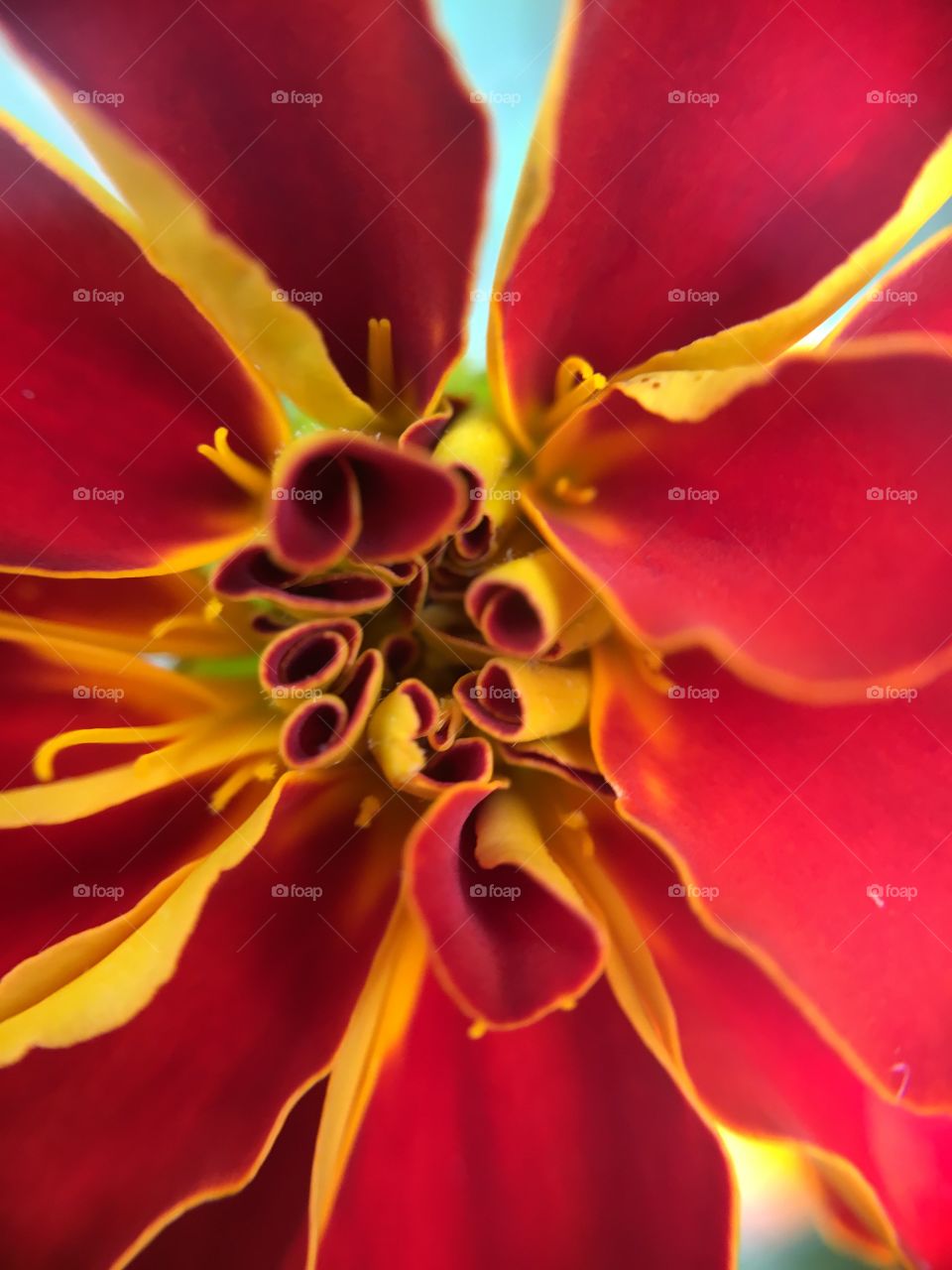 Marigold closeup 