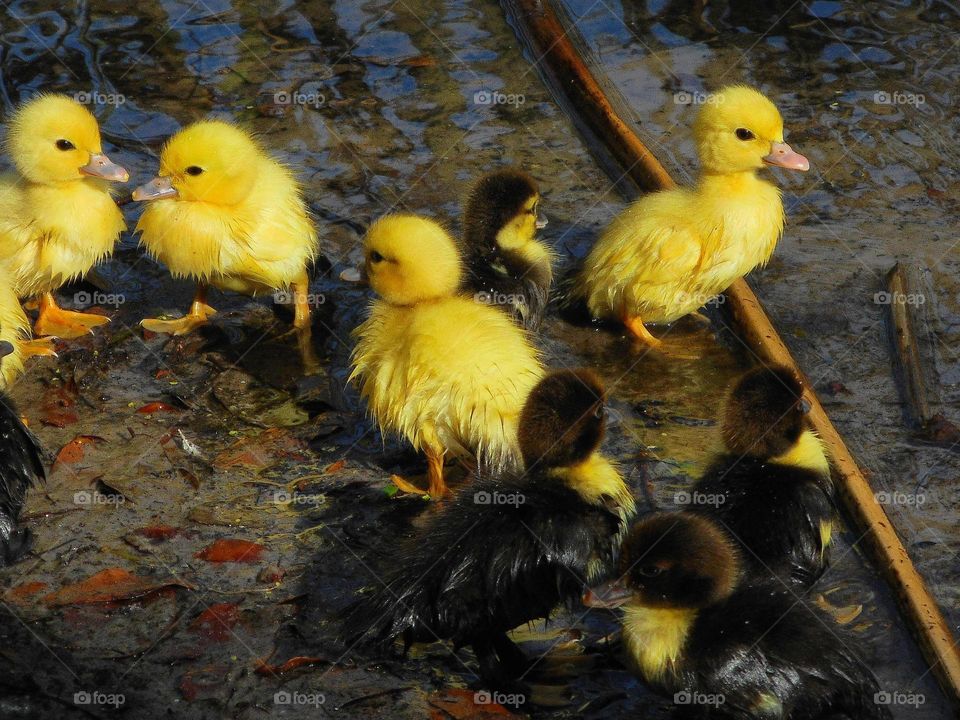 A group of baby ducklings, some yellow, some brown and yellow are standing in shallow water at Lake Lily Park in Maitland, Florida.