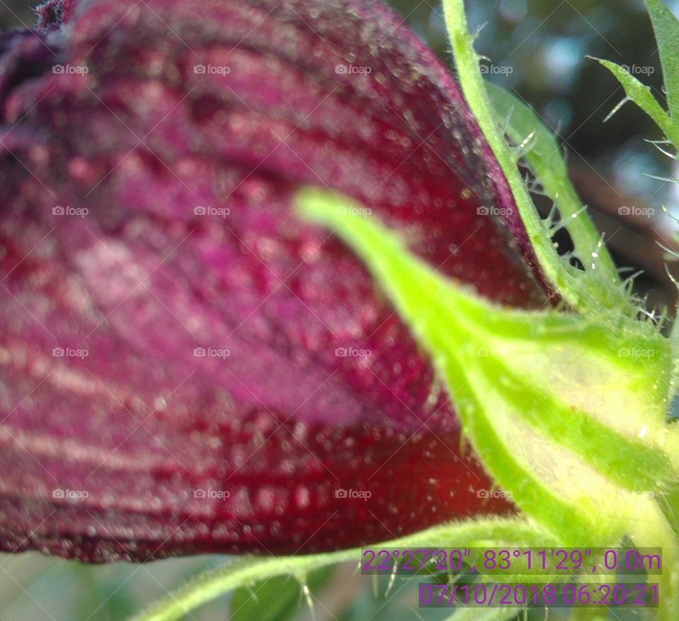 Wonderful beuti flower.