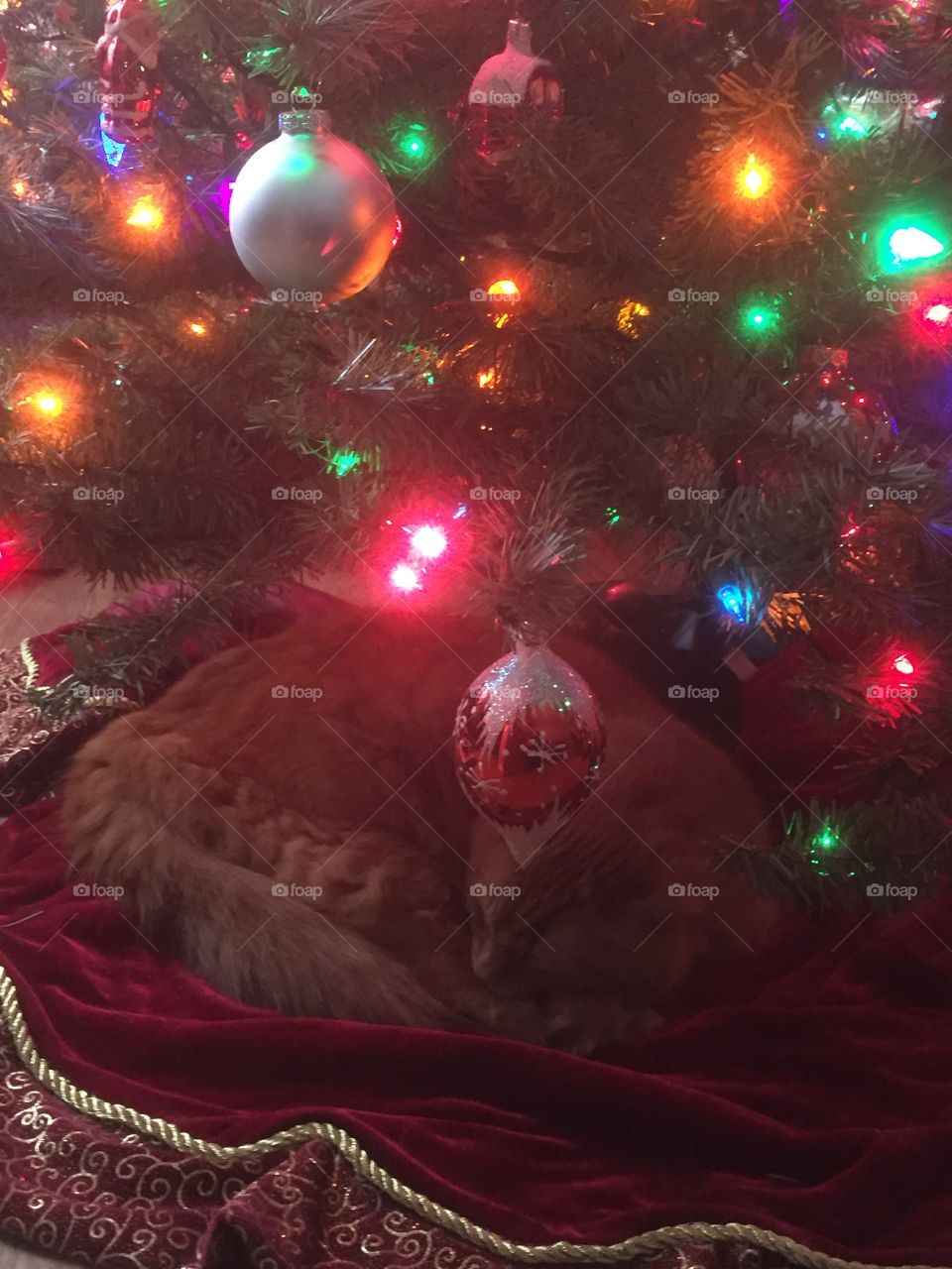 Napping under the tree
