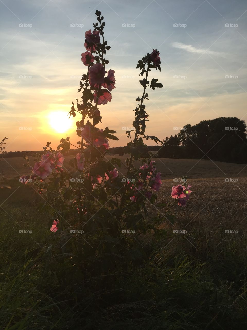 Sunset - Flower