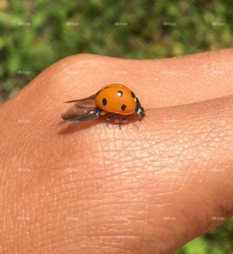 Ladybird Close up