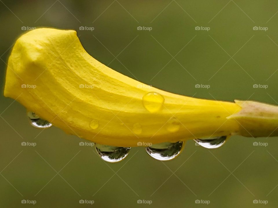 Rain drops on a yellow Esperanza flower blossom.