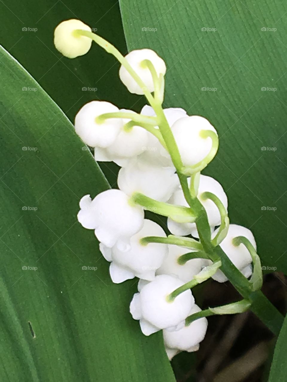 Lily of the Valley blossoming in the garden 