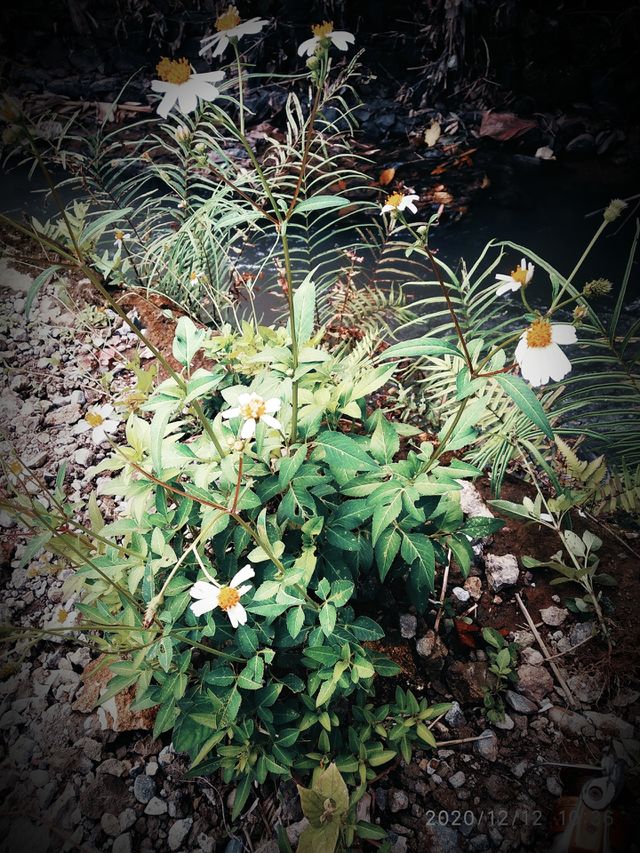 Wild flower