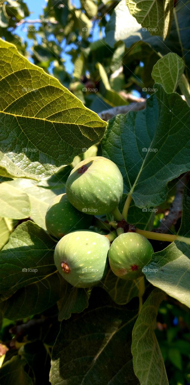 Fig tree