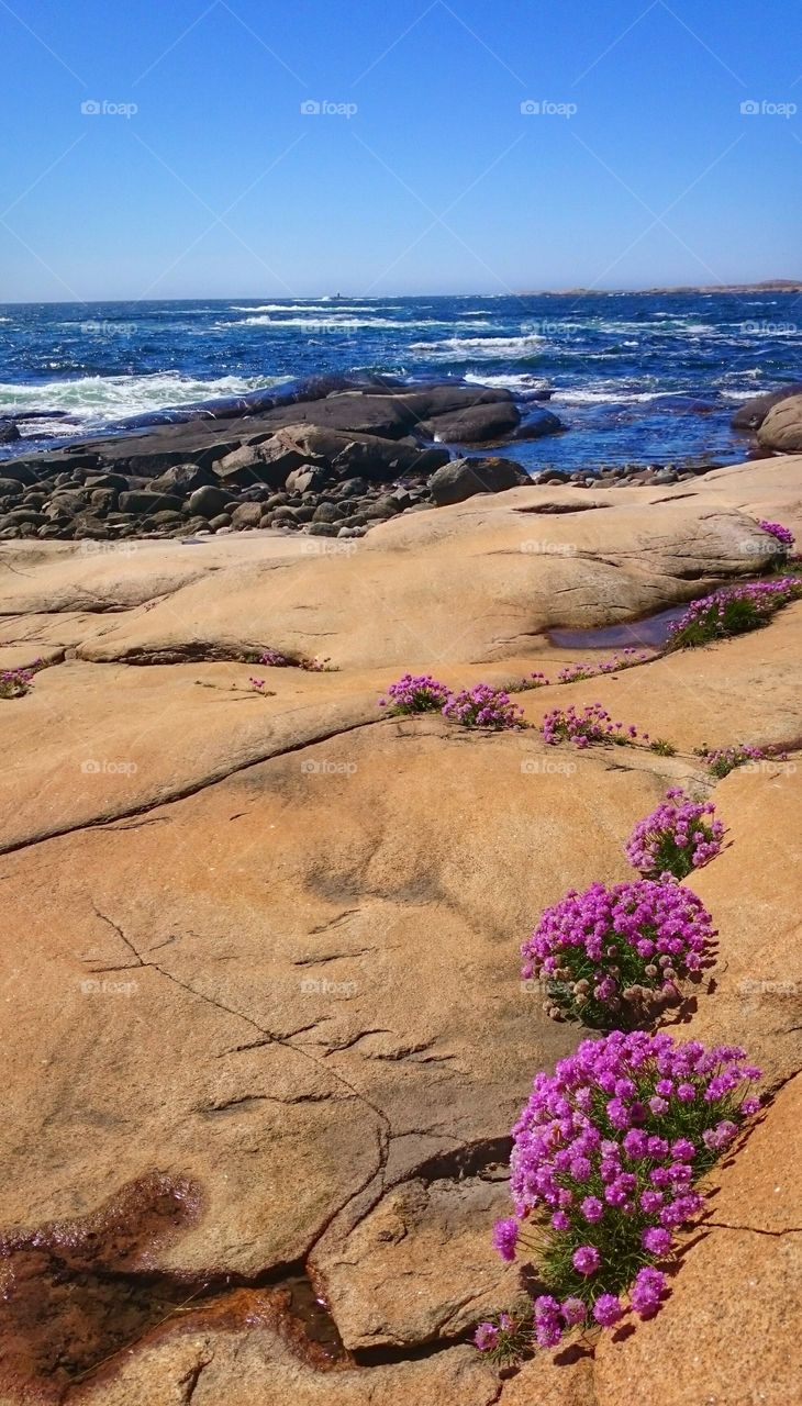 spring flowers on cliffs in the Swedish westcoast