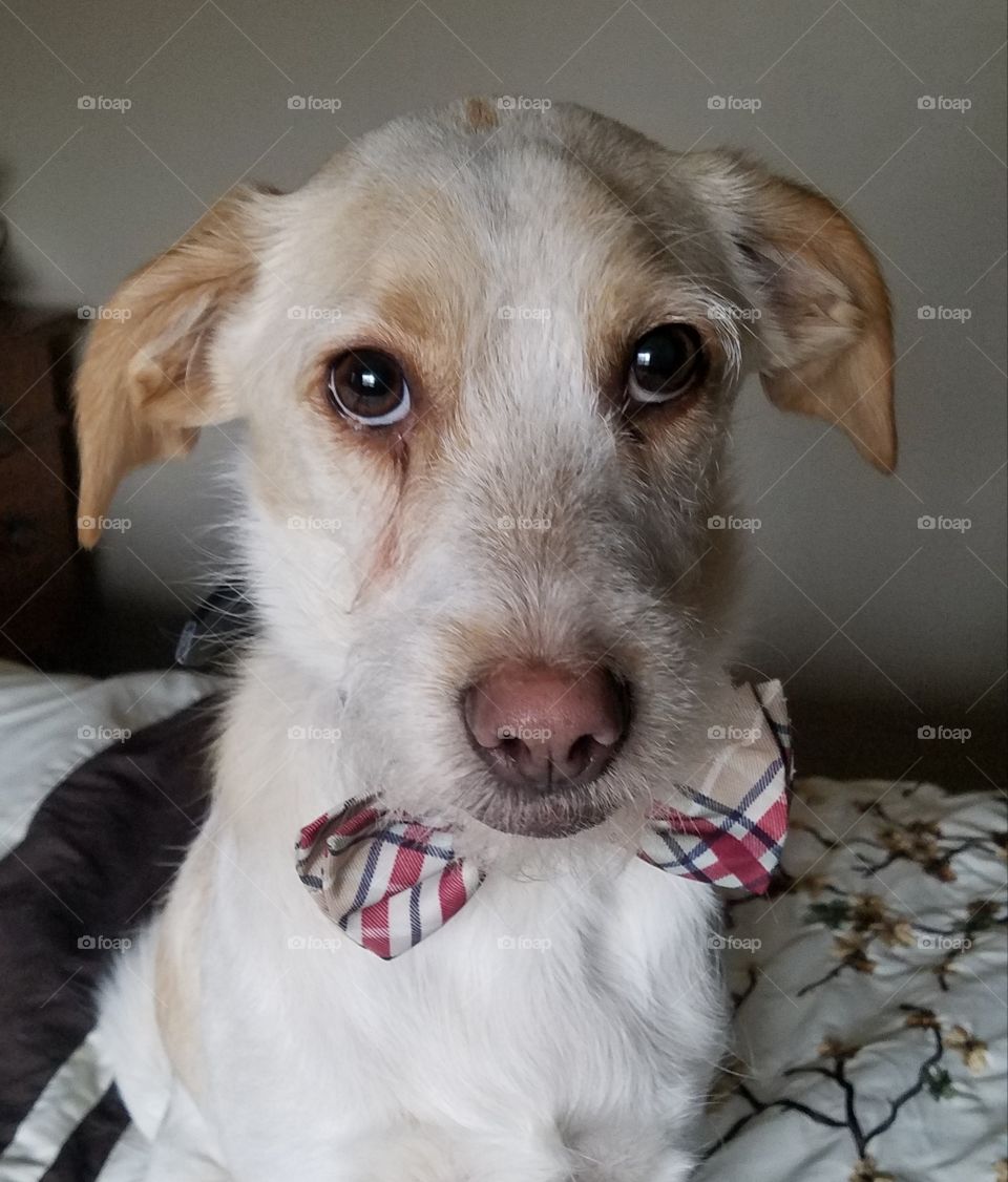 Watson in a bowtie. Holiday wear for dogs.