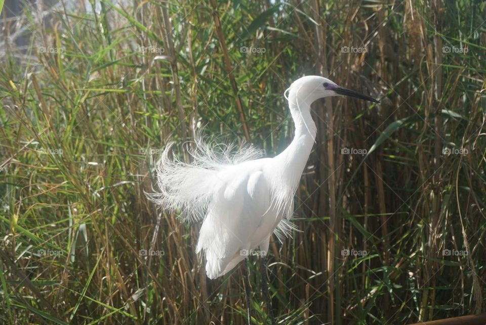 Bird#white#nature#wild