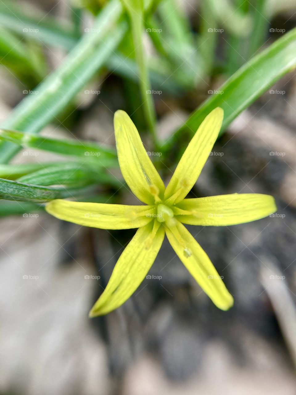 First spring forest flower 