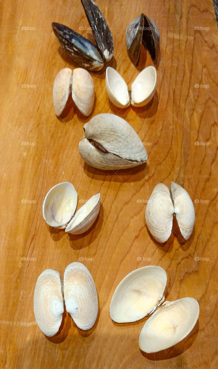 Shells against wooden background