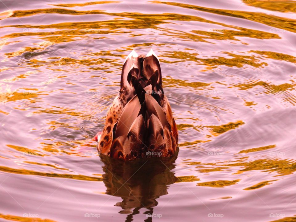 Rear view of bird swimming in lake