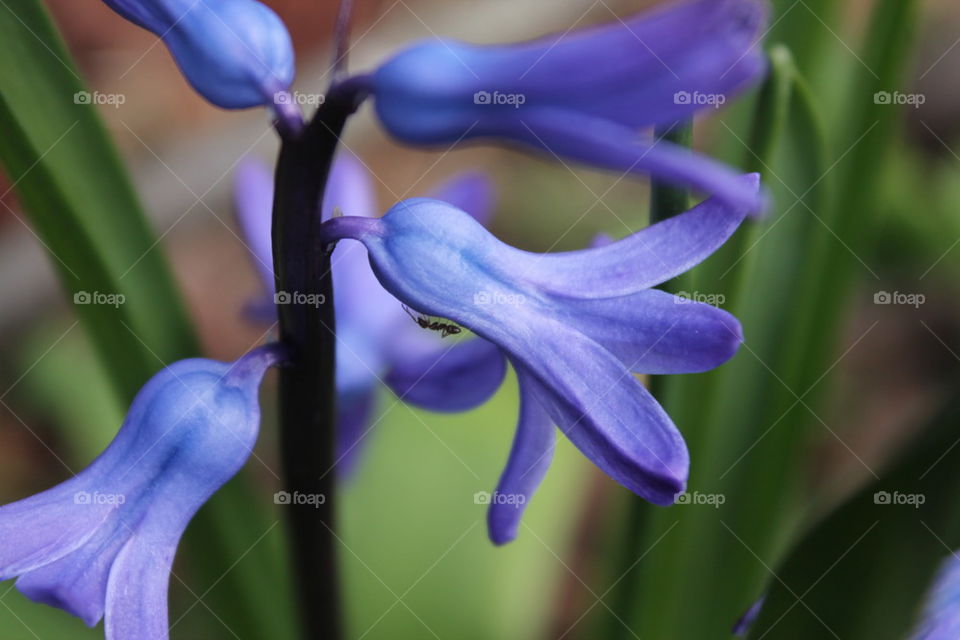 hyacinth with ant