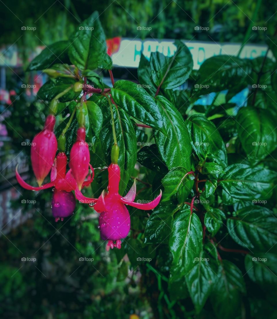 Beautiful flower in my garden