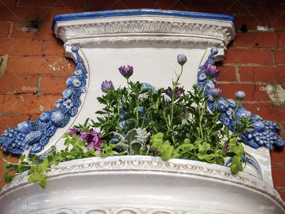 Cape marguerite in a beautiful and decorative planters. 