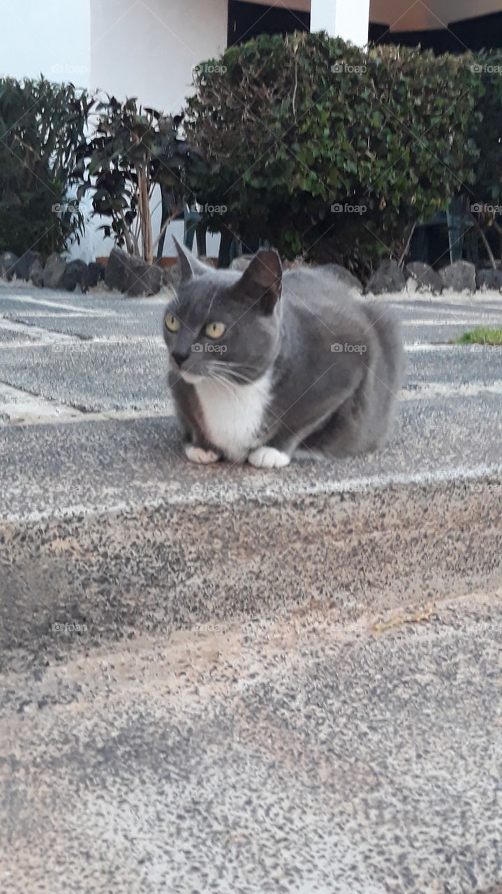 I'm waiting for a loving family. a beautiful little stray cat at holiday resort in fuerteventura.