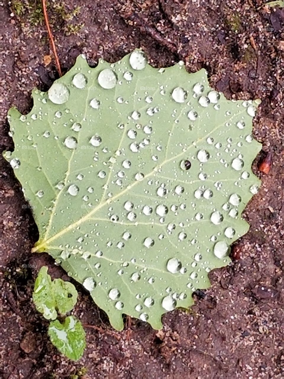 Leaf on a rainy day