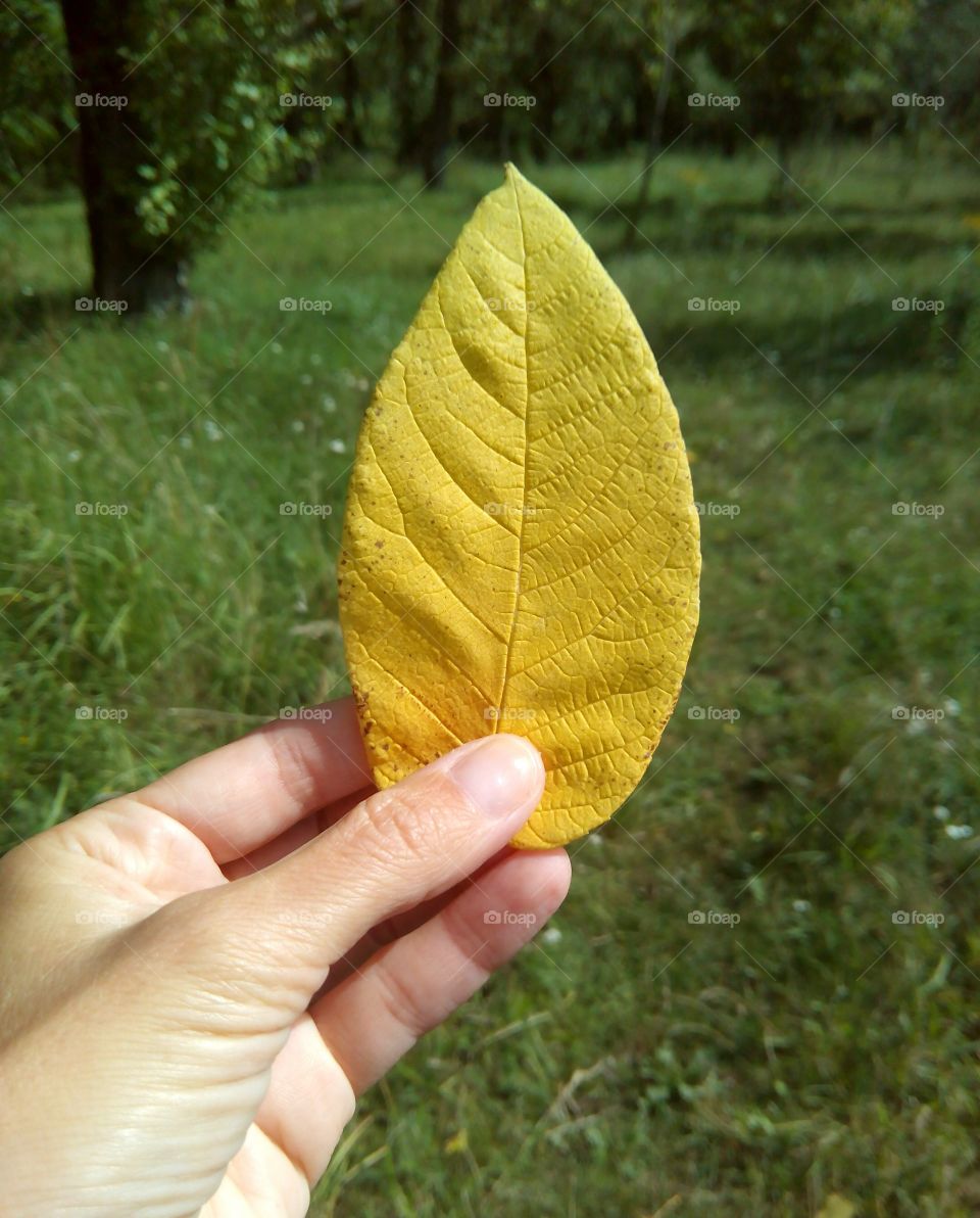 Leaf, Growth, Nature, Flora, Fall