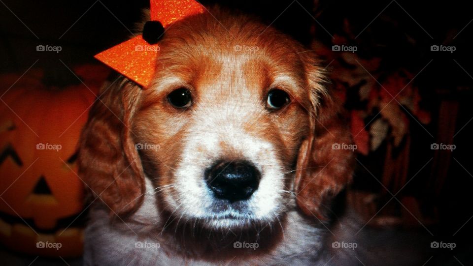 Golden Retriever Puppy