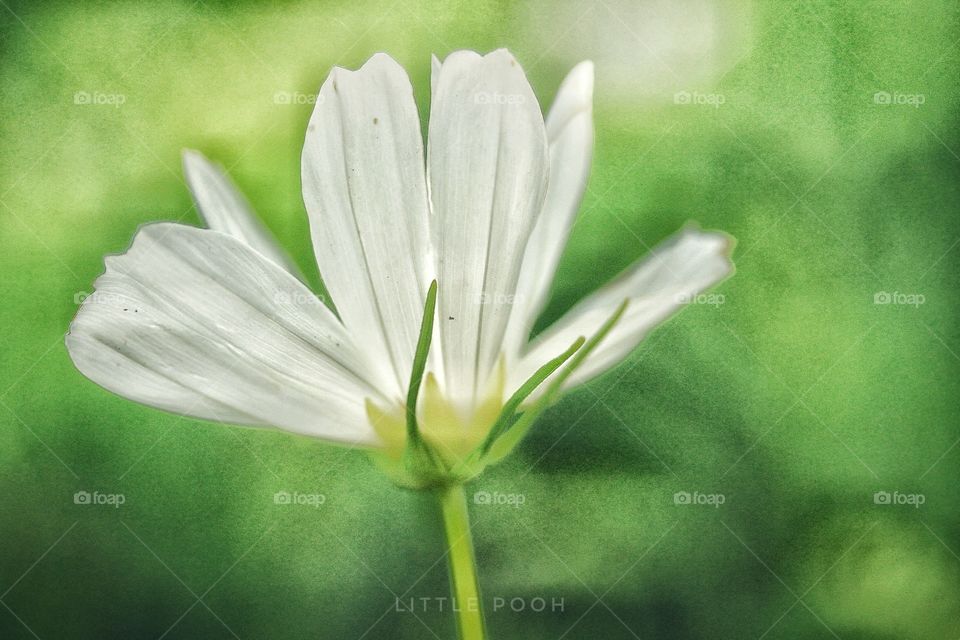 whiteflower whitemaxicanaster