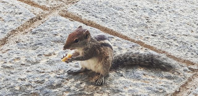 Induruwa    pommeshörnchen