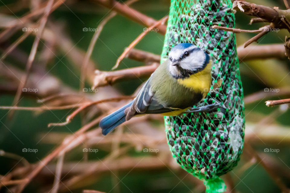 Bluetit in our garden