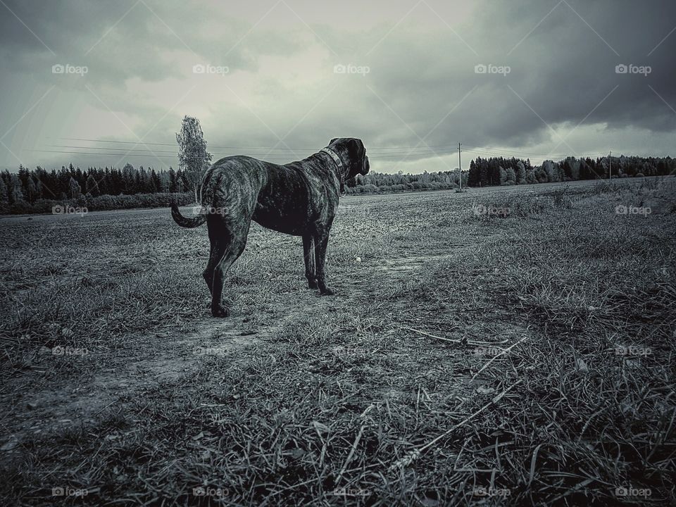 Dog on a field