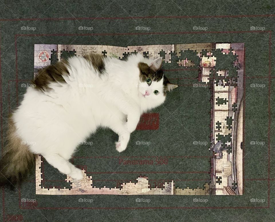 Cat lying on the puzzle