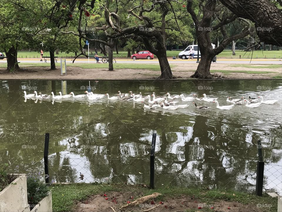 Patos passeando pelo lago e aproveitando a brisa fresca