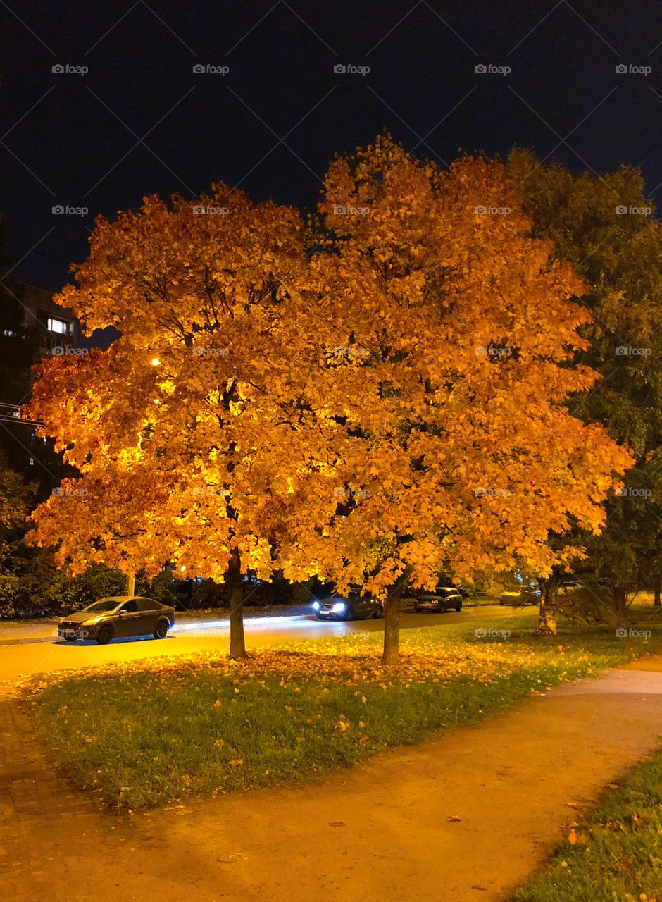 autumn tree with golden foliage at night with headlights