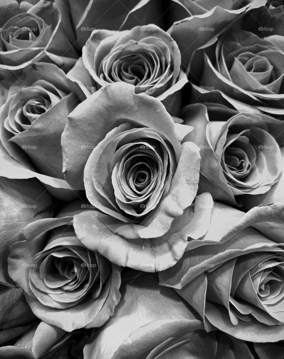 Rose bouquet closeup in b&w