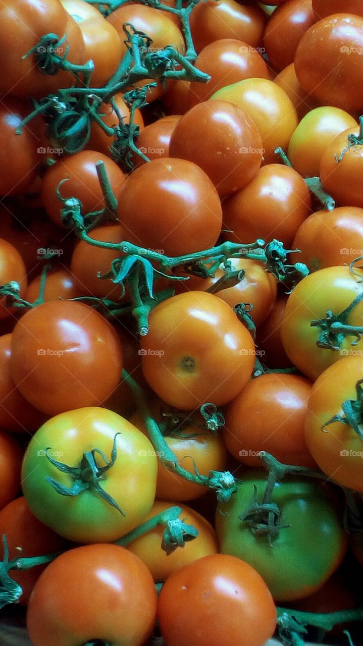 Abundence of fresh healthy bright red and green tomatoes