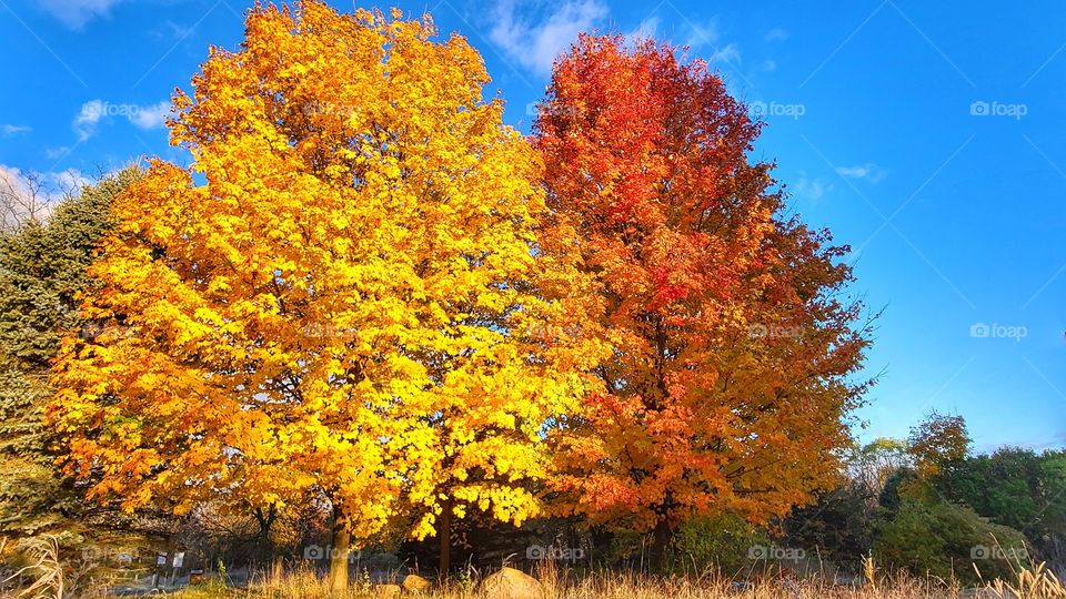 twin trees in fall