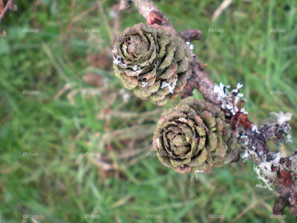Pine cone