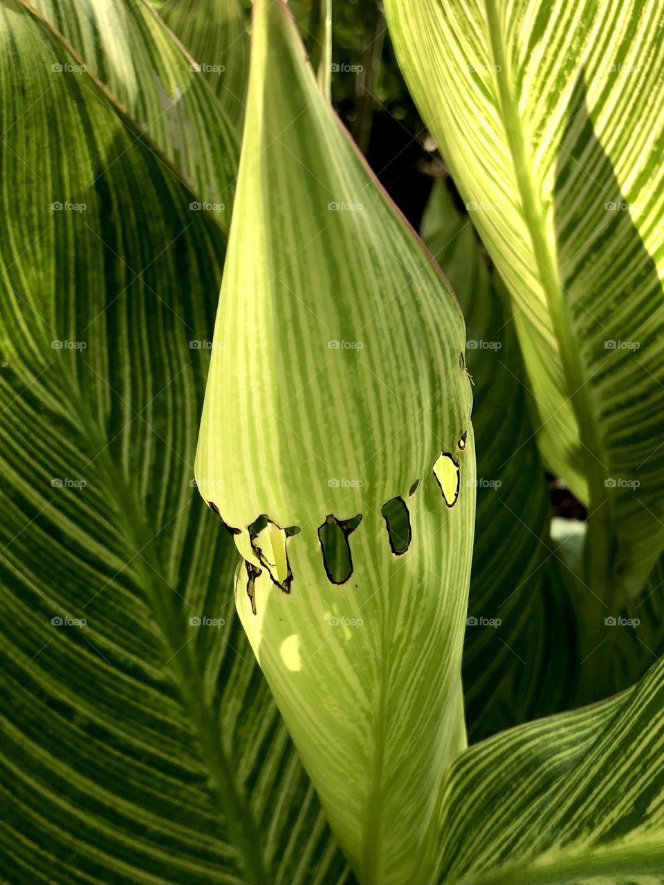 A green leaf still holds true even tho it’s been chomped away on in the morning sun. Caterpillar?