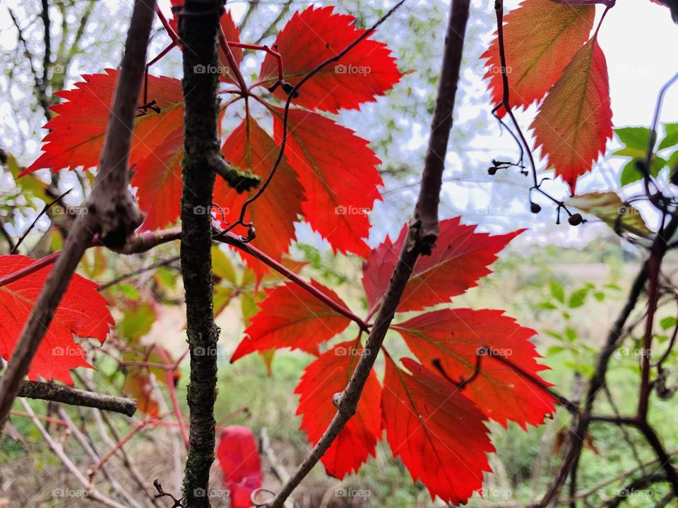 Battle: Summer VS Fall