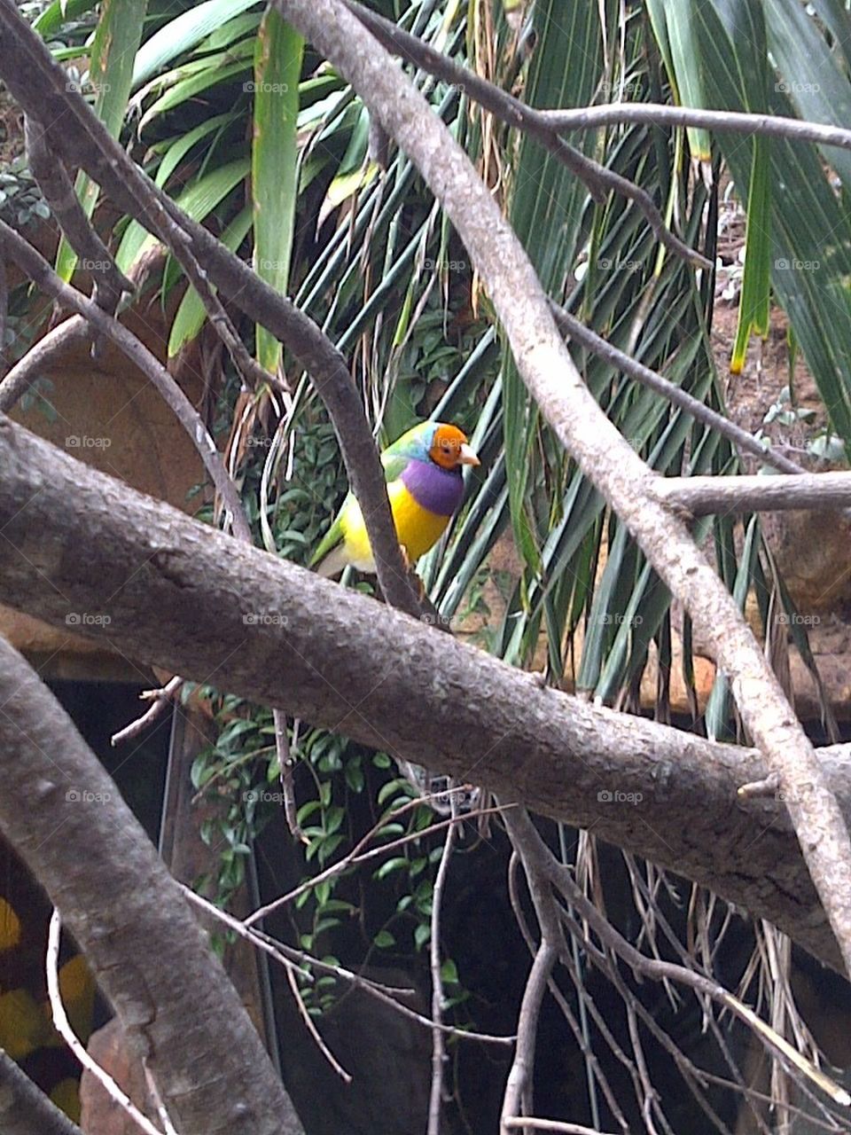 Multicolor Bird